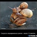 Улитка: её скорость.