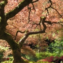576px-Portland_Japanese_Garden_maple
