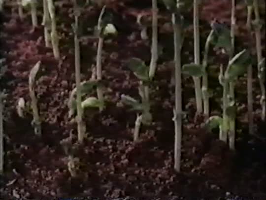 Развитие растения из семени