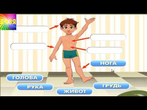 Учим тело человека
