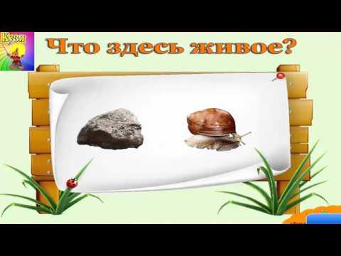 Что здесь живое? Развивающее видео для детей 